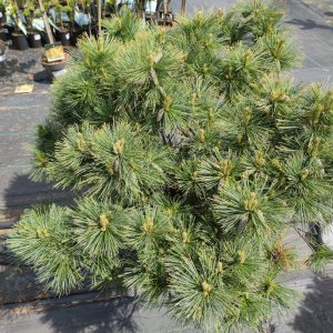 Borovica hladká (Pinus Strobus) ´NANA´  výška 60-80 cm, kont. C45L 